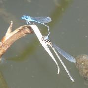 Sailing Bluet tandem mating pair